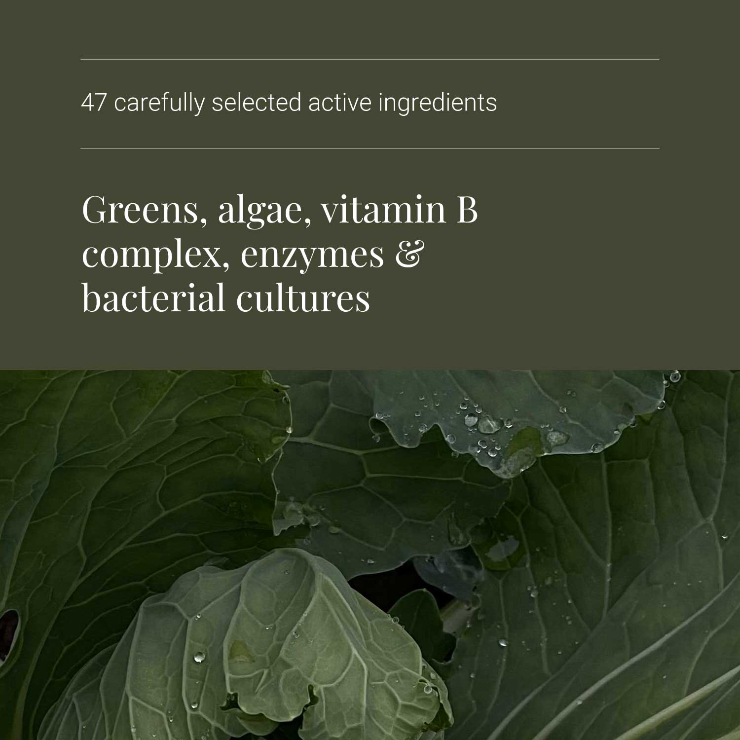 Superfood supplements Ingredients on a green background with '47 carefully selected active ingredients' and 'Greens, algae, vitamin B complex, enzymes & bacterial cultures' text
